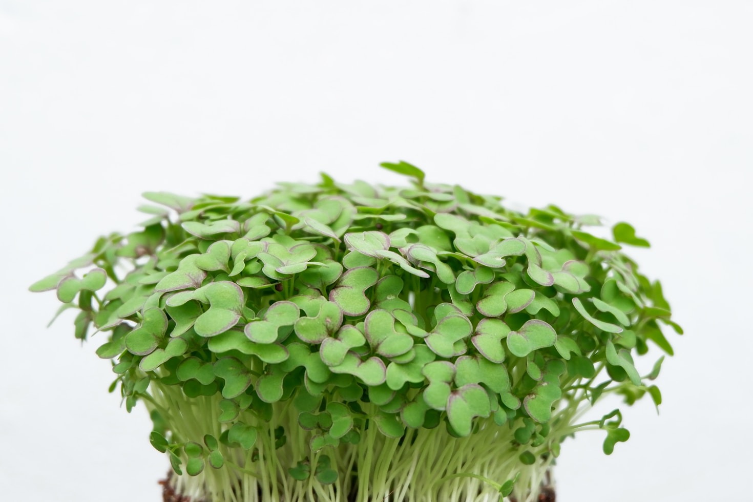 The Nutritional Power of Microgreens
