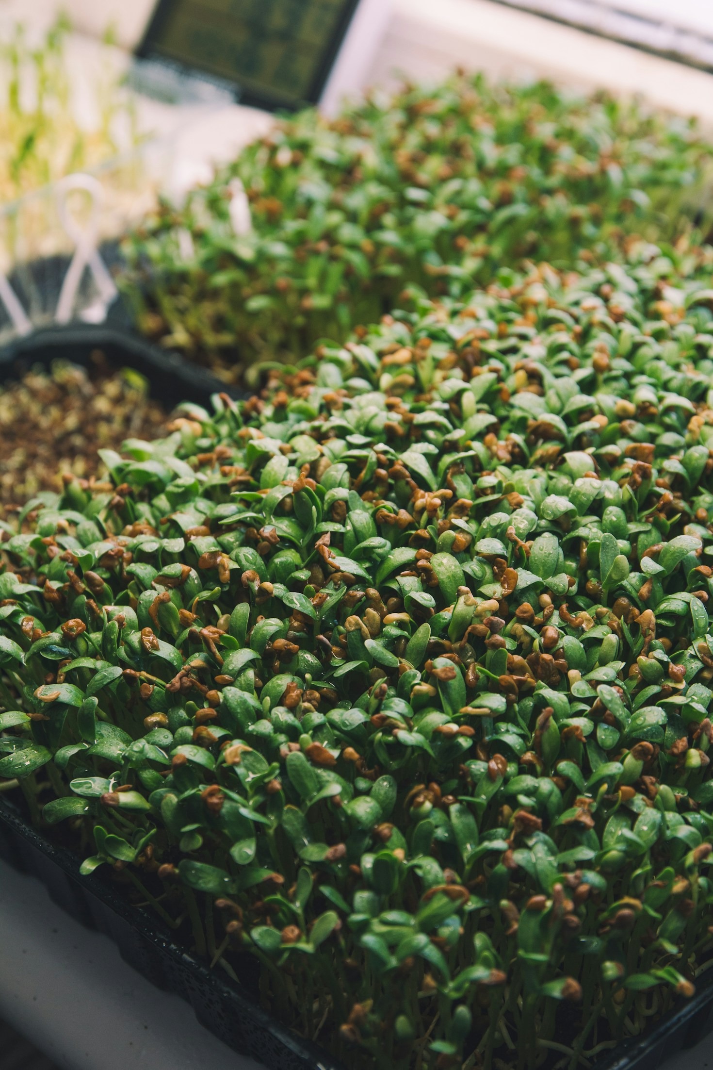 How to Start Your Own Microgreen Garden